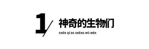 轮子这么方便的结构，为啥没有动物进化出轮子？是尝试失败了吗？-DoTmT分享网