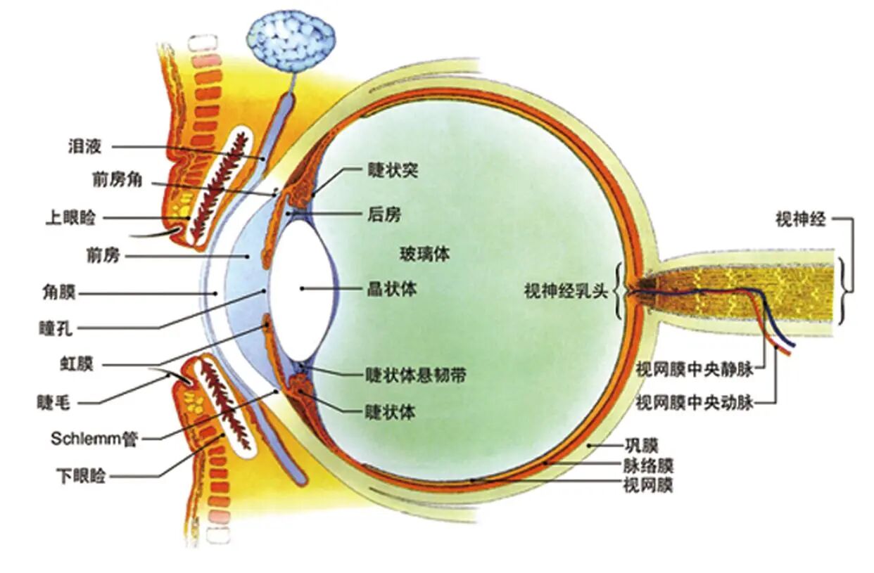 轮子这么方便的结构，为啥没有动物进化出轮子？是尝试失败了吗？-DoTmT分享网