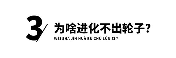 轮子这么方便的结构，为啥没有动物进化出轮子？是尝试失败了吗？-DoTmT分享网